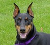 Doberman Pinscher