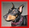 Doberman Pinscher