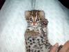 Asian Leopard Cat[Prionailurus Bengalensis Chinensis] cub