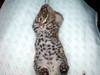 Asian Leopard Cat[Prionailurus Bengalensis Chinensis] cub