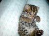 Asian Leopard Cat[Prionailurus Bengalensis Chinensis] cub