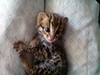 Asian Leopard Cat[Prionailurus Bengalensis Chinensis] cub