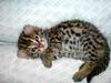 Asian Leopard Cat[Prionailurus Bengalensis Chinensis] cub