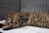 中国狸花猫【China Lihua cat】