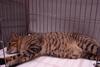 中国狸花猫【China Lihua cat】