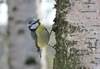 Parus caeruleus