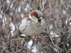 Passer domesticus male