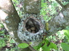 Fringilla coelebs nest