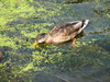 Anas platyrhynchos - Mallard