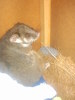 is this a ring tail possum
