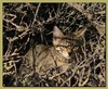 feral kittens 1/3