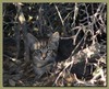 feral kittens 2/3