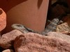 Baby bluetongue