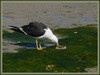 Garbage disposal - Pacific Gull (Larus pacificus)