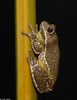 Barking Treefrog (Hyla gratiosa)2sm