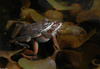 Wood Frogs(Lithobates sylvaticus)-in-Amplexus01