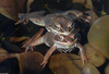 Wood Frogs(Lithobates sylvaticus)-in-Amplexus02