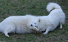 The Dog Fight - dogfight1