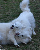 The Dog Fight - dogfight2