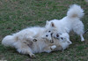 The Dog Fight - dogfight3