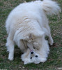 The Dog Fight - dogfight5