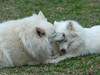 The Dog Fight - dogfight6