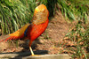 Golden Pheasant (Chrysolophus pictus)01