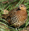 Mountain Bamboo-Partridge (Bambusicola fytchii)