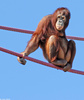 Sumatran Orangutan (Pongo abelii)