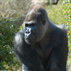 Western Lowland Gorilla (Gorilla gorilla gorilla)