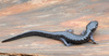 Spotted Salamander (Ambystoma maculatum)03