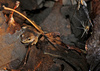 Northern Spring Peeper (Pseudacris crucifer crucifer)02