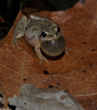 Northern Spring Peeper (Pseudacris crucifer crucifer)04