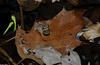 Northern Spring Peeper (Pseudacris crucifer crucifer)05