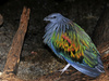 Nicobar Pigeon (Caloenas nicobarica)100