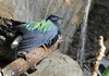 Nicobar Pigeon (Caloenas nicobarica)110