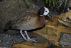 White-faced Whistling Duck (Dendrocygna viduata)