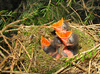 Prunella modularis nestlings, 6 day old