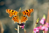 Polygonia c-album