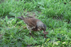 Turdus pilaris - Fieldfare