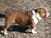 english bulldog ready to change ownership