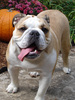 english bulldog ready to change ownership