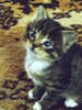 Kitten