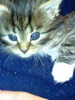 Dixi