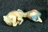 Podoces panderi nestling. 0 day old