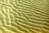 Podoces panderi tracks