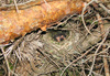 Prunella modularia nest