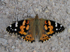 Vanessa cardui