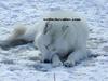 arctic wolves