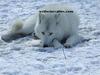 arctic wolves